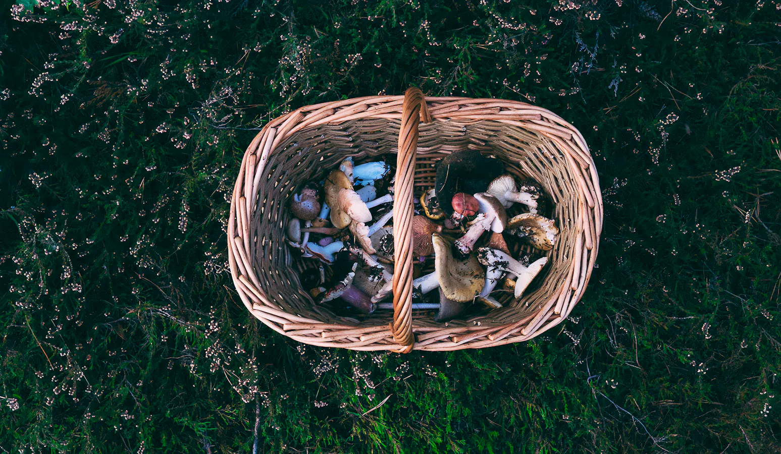 FORAGING