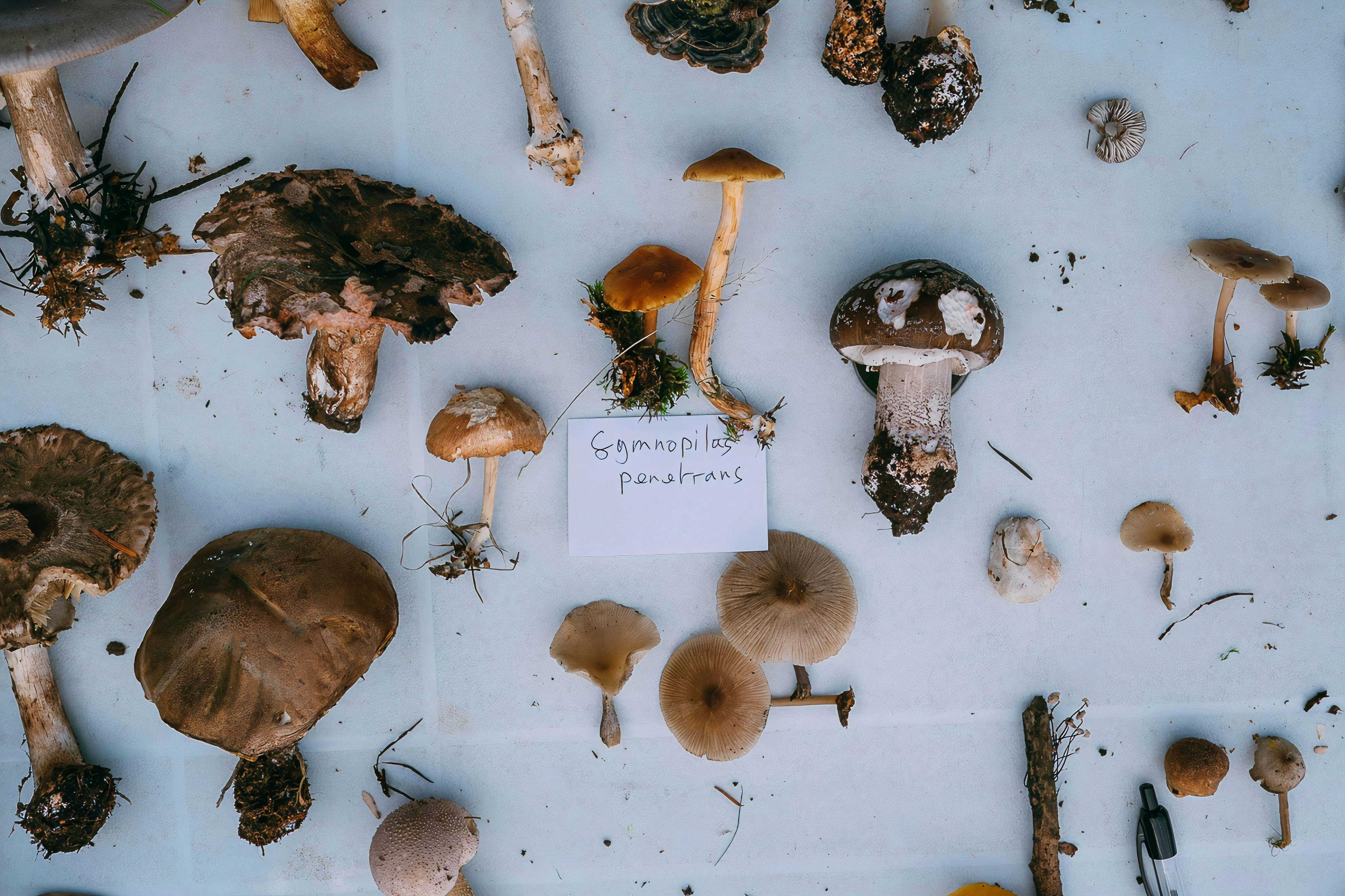 FORAGING