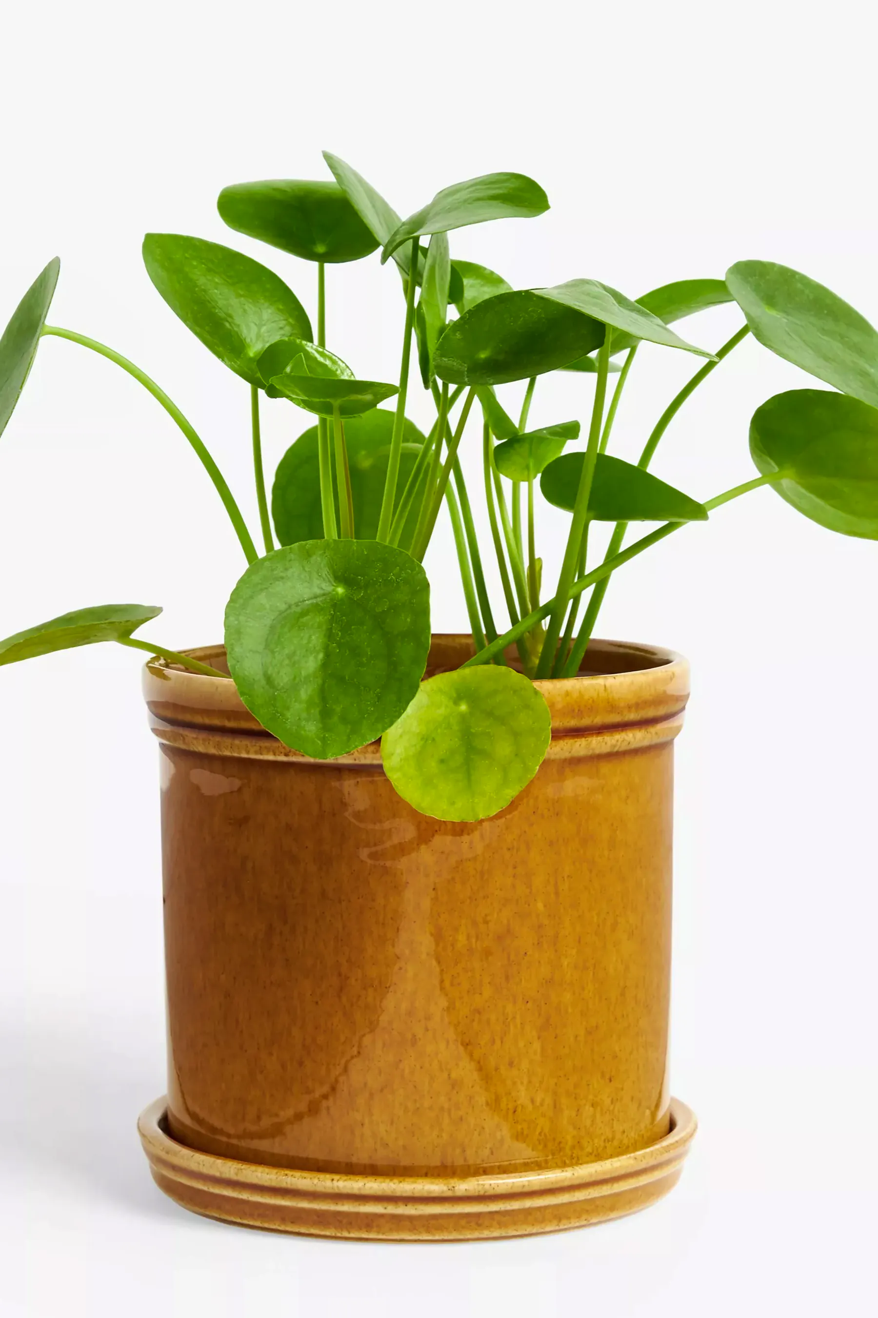John Lewis Classic Glazed Stoneware Planter, £15