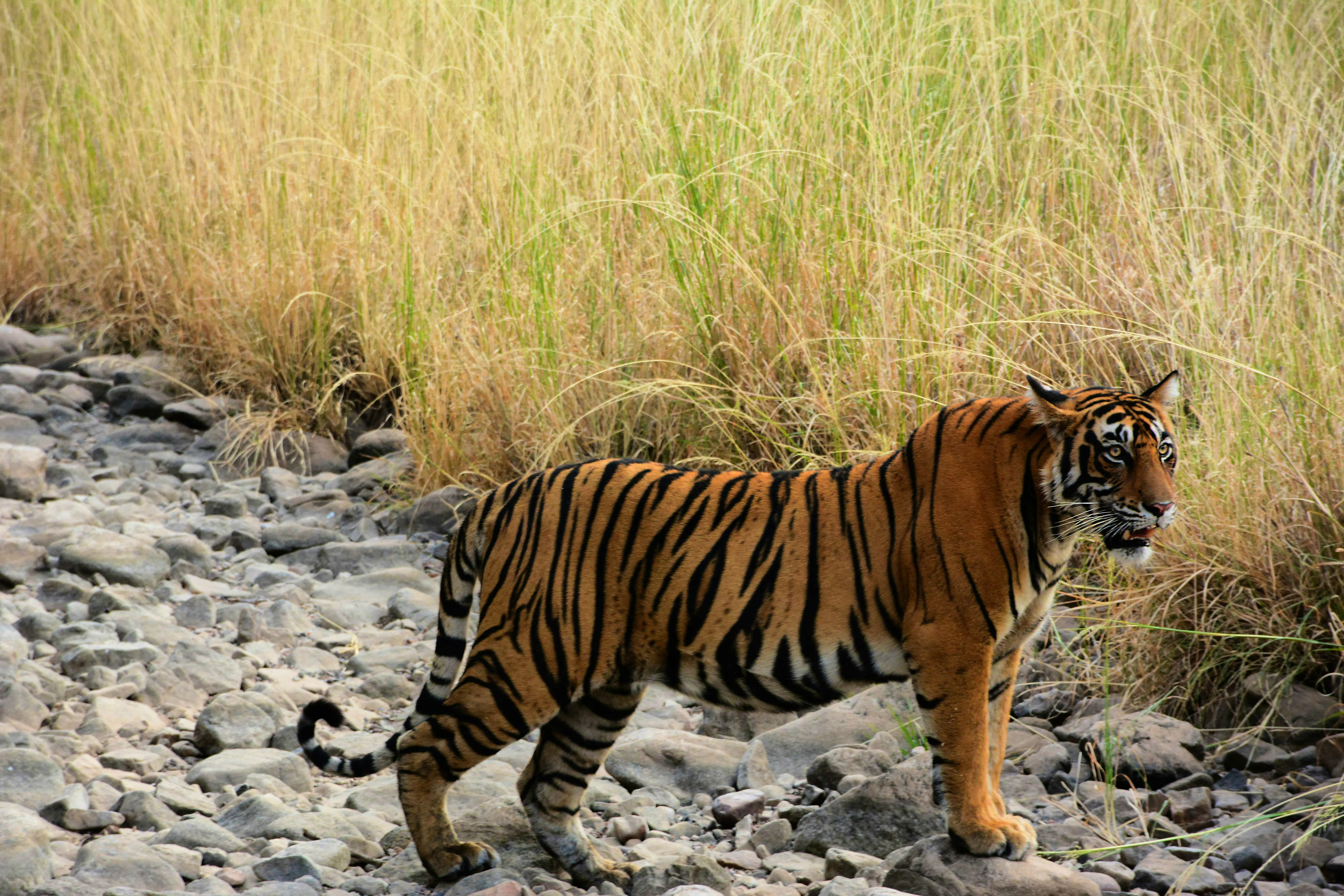 101 Holidays Tiger Ranthambore Supplied By Unsplash