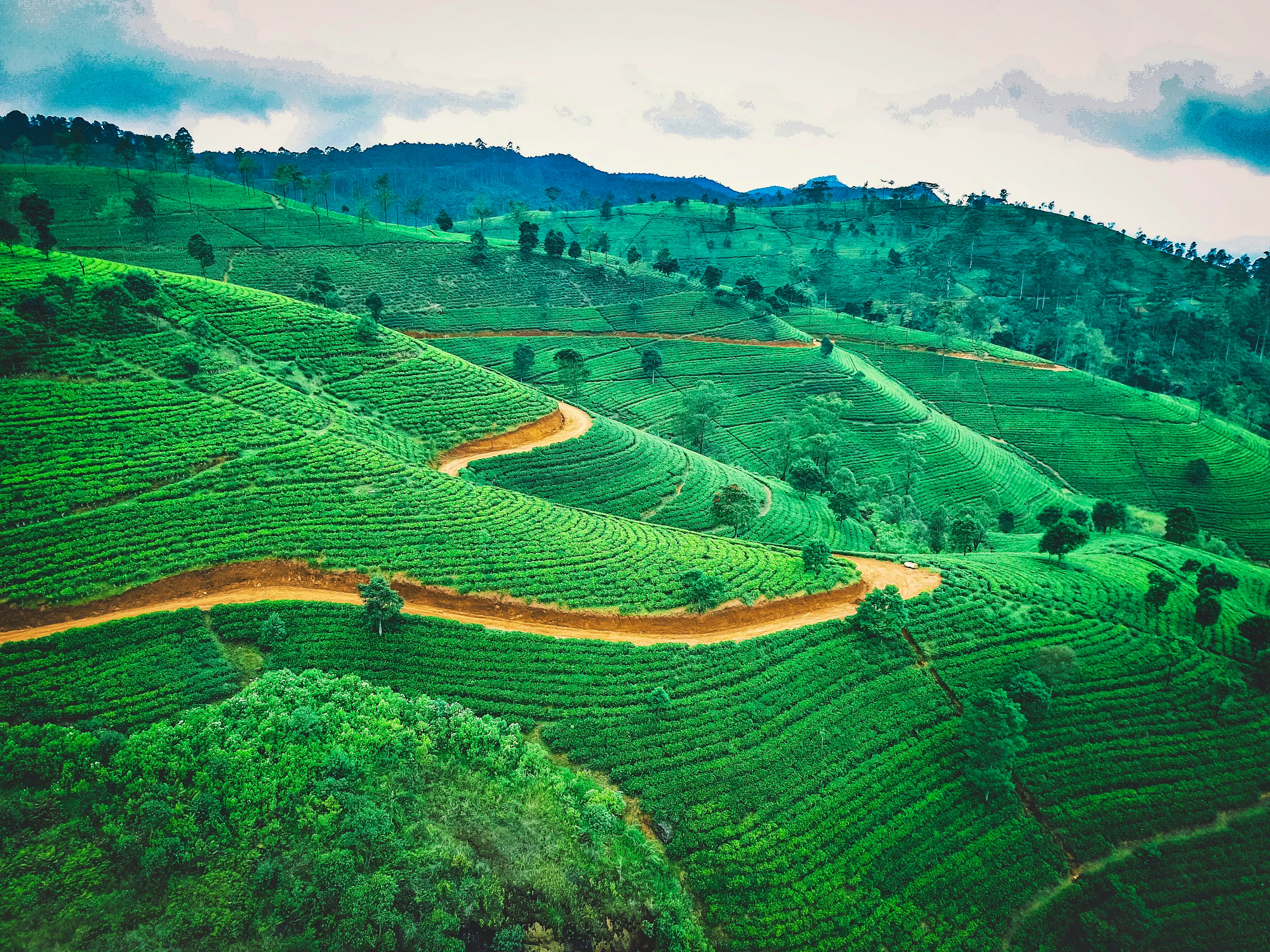 101 Holidays  Tea Plantations Sri Lanka Supplied By Unsplash