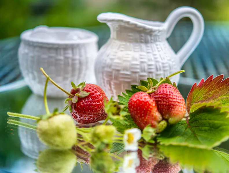 The Perfect At-Home Wimbledon Fortnight