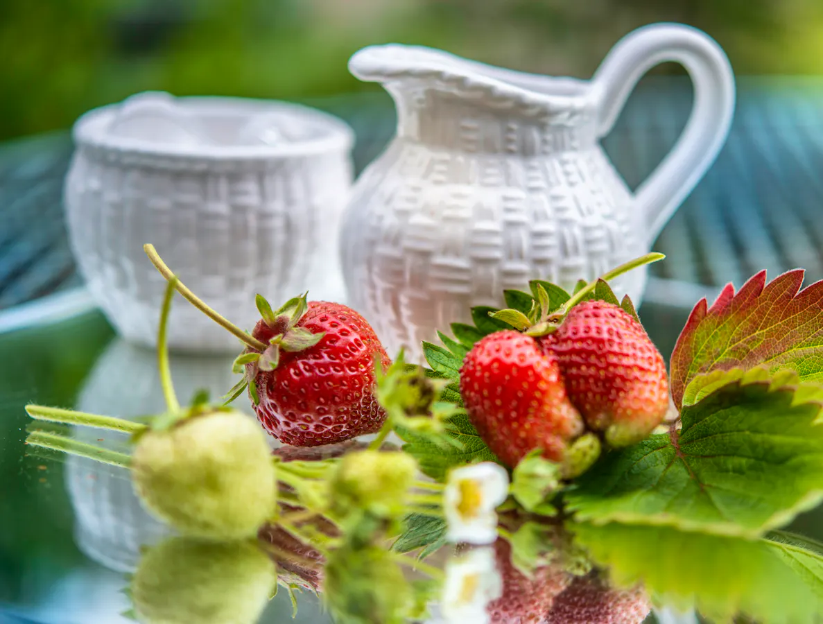The Perfect At-Home Wimbledon Fortnight
