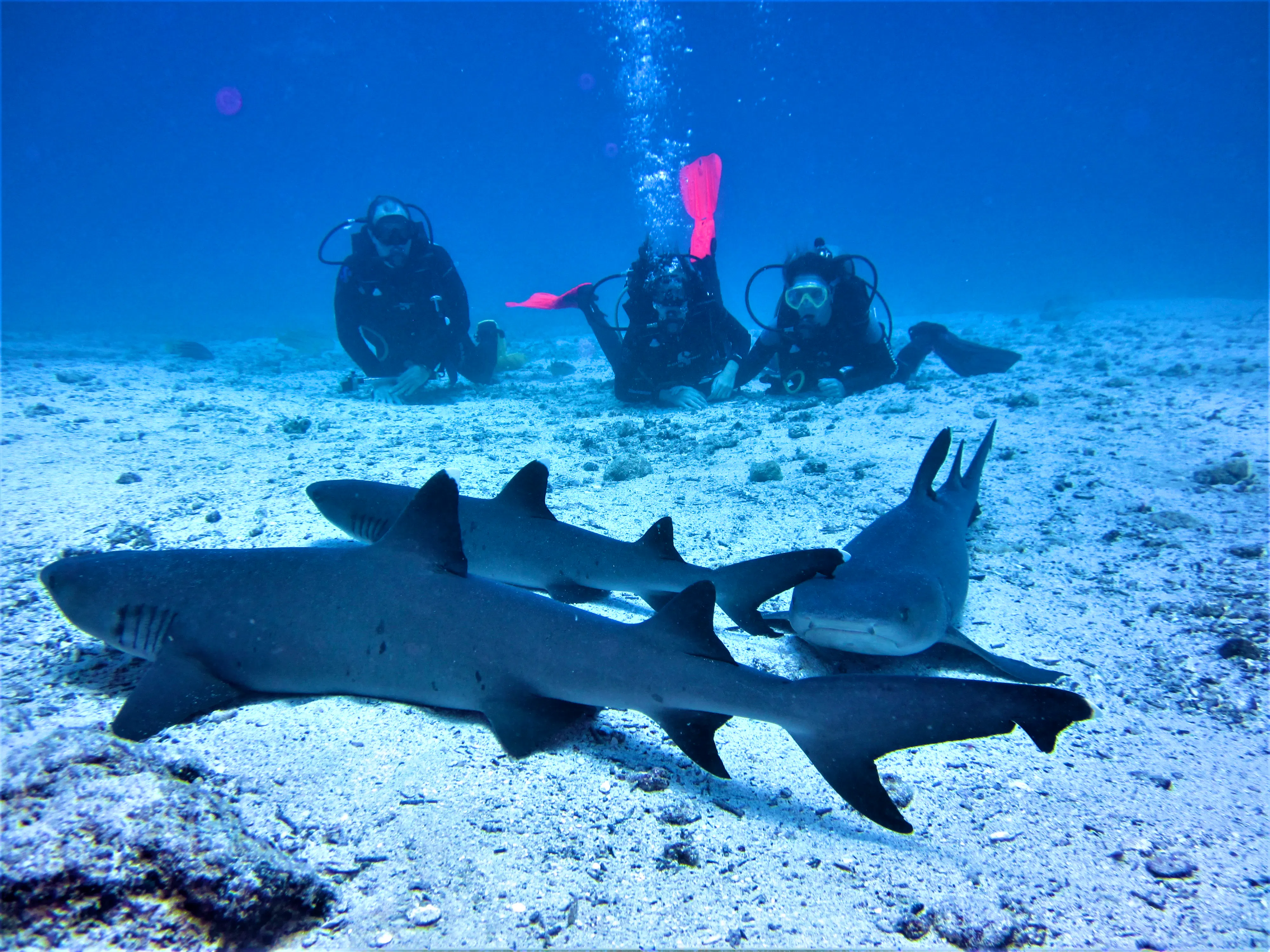MONTEMAR Galapagos - Locations, Flora & Fauna (8)
