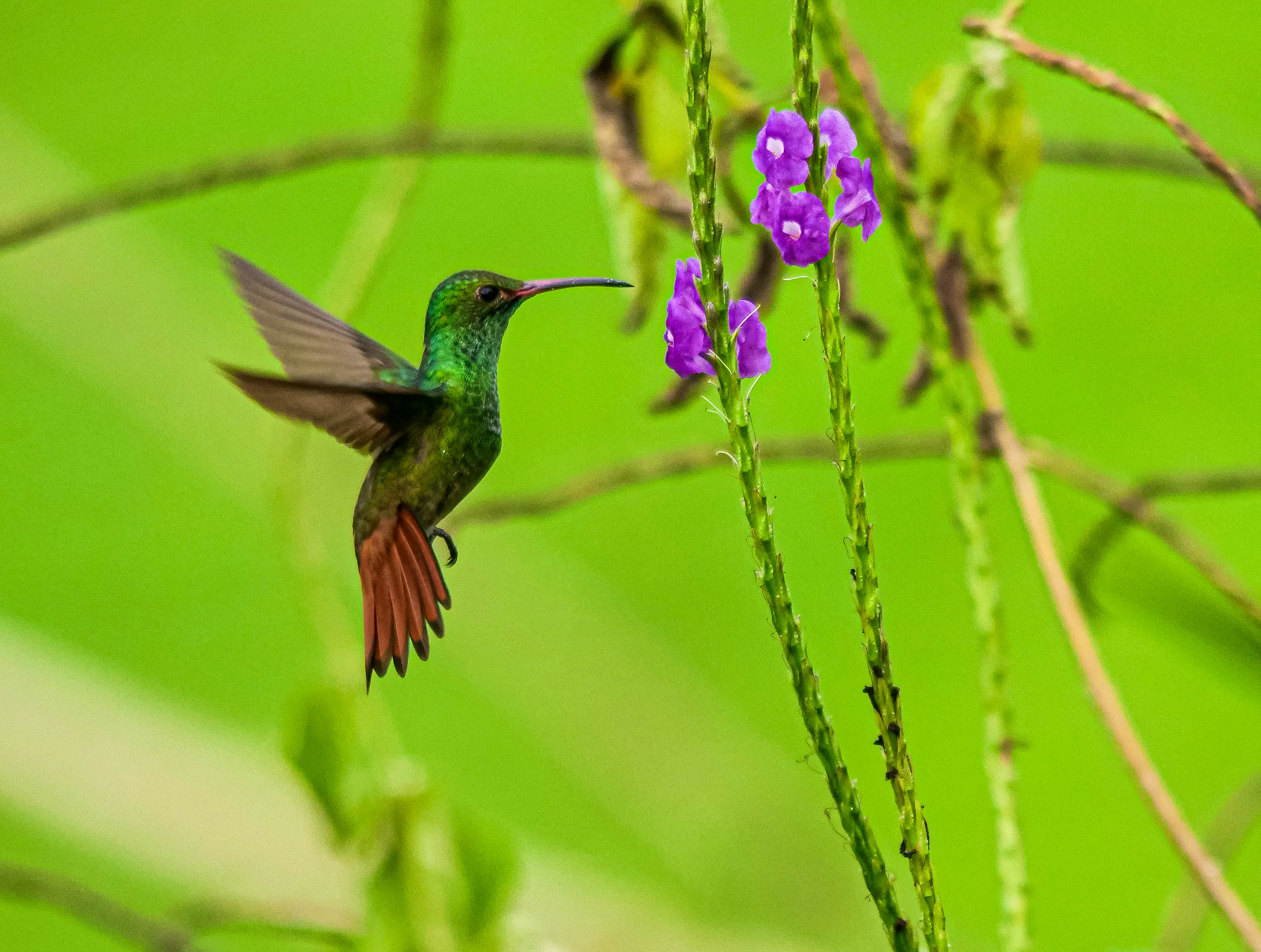 101 Solo Hols Cox Kings - Costa Rica