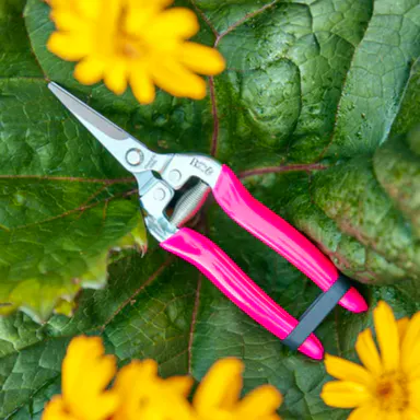 Burgon & Ball FloraBrite® Pink Flower & Fruit Snip, £13.49