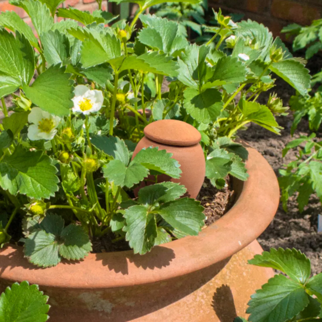Chimney Sheep Terracotta Olla Watering Pot, from £10