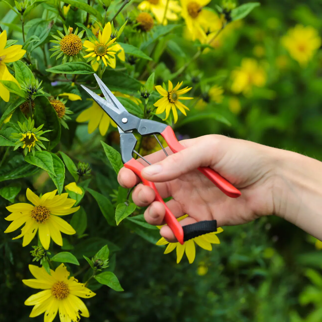 Niwaki Garden Snips, £18
