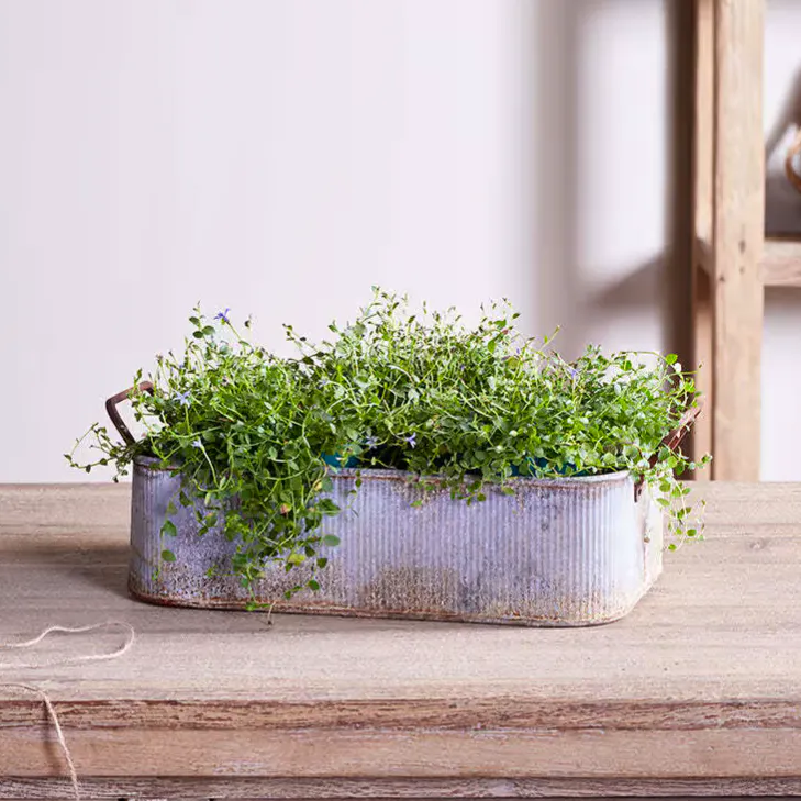 Japos Outdoor Planter Tray - Aged Zinc £50