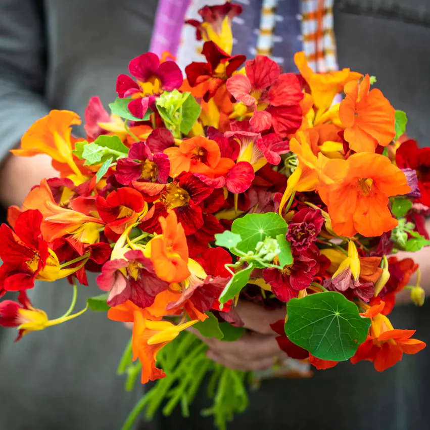 Sarah Raven Nasturtium Collection £2.55