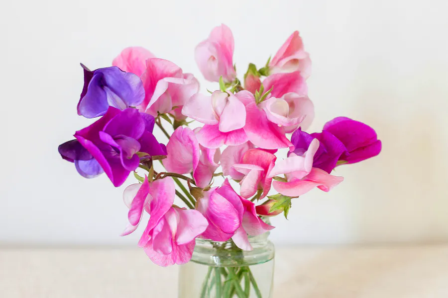 British Summer Sweet Peas Atalie-kinnear-1CndNHoYAR0-unsplash Copy