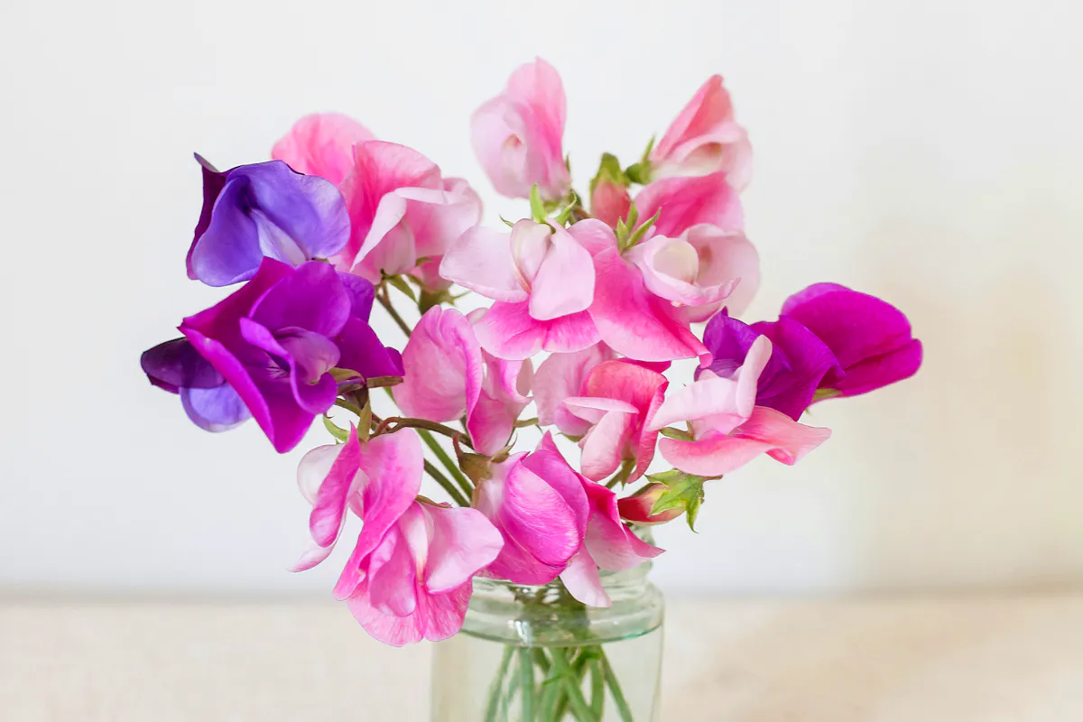 British Summer Sweet Peas Atalie-kinnear-1CndNHoYAR0-unsplash Copy