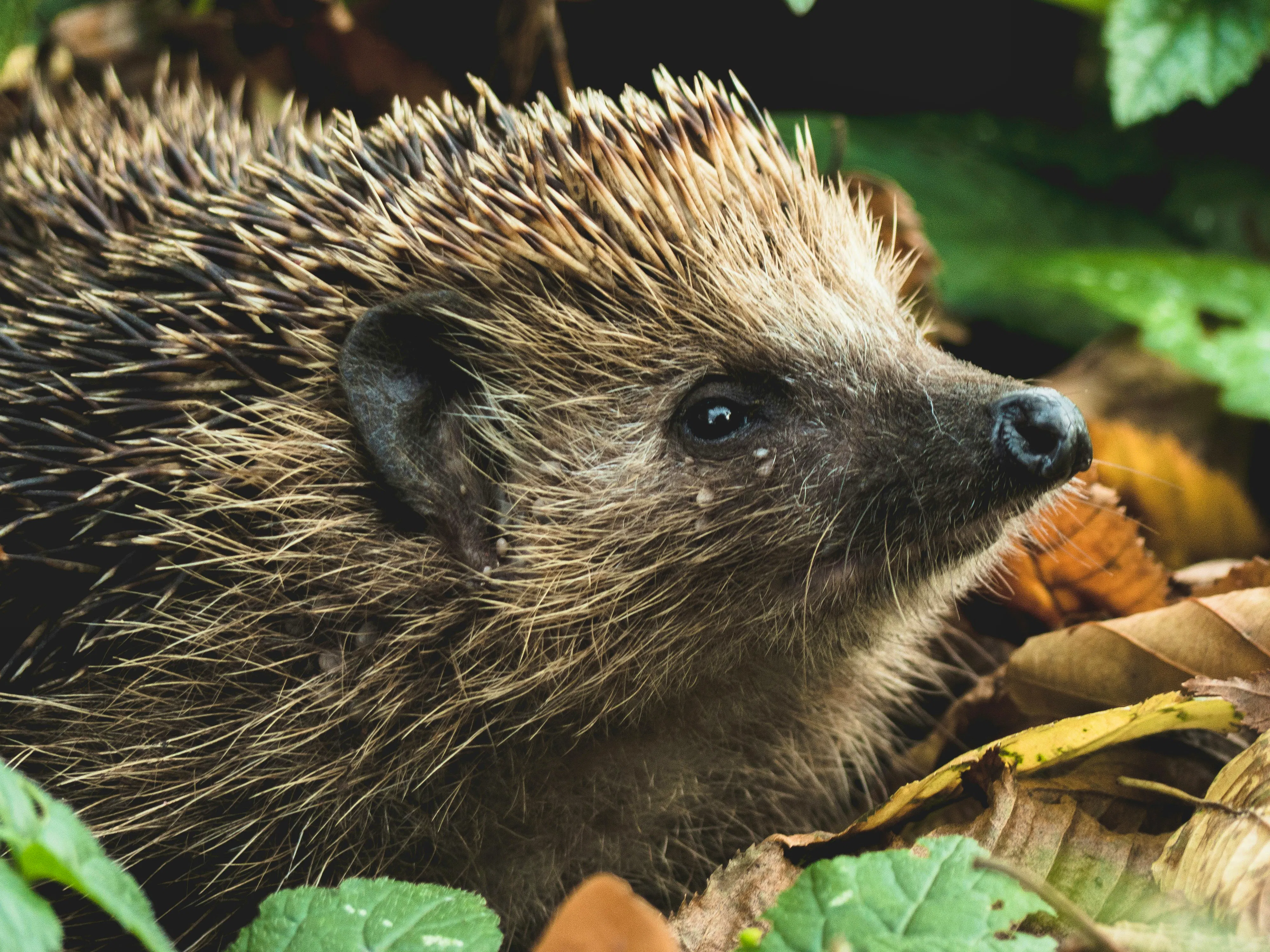 Give Wildlife Somewhere To Live