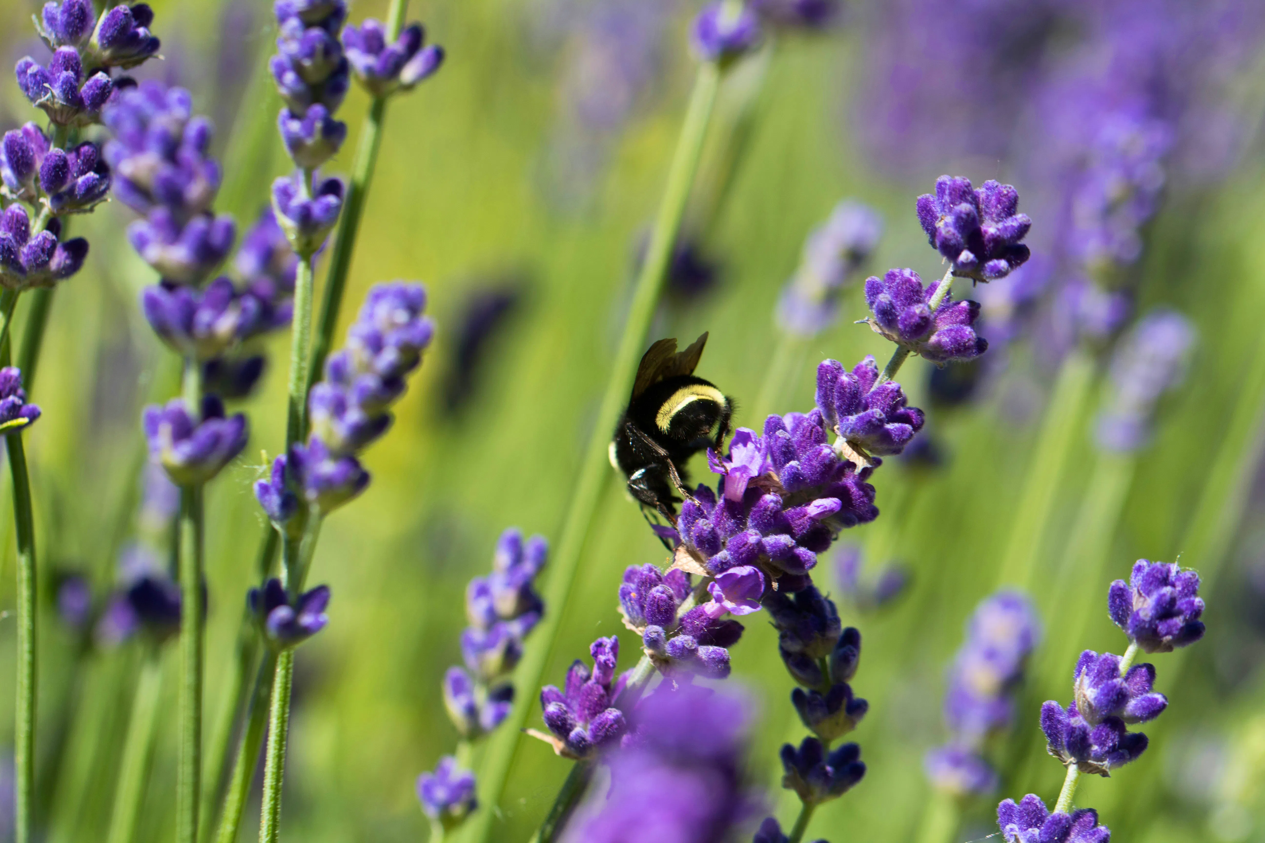 PLANT FOR POLLINATOR Meggyn-pomerleau-5n5jJGkNP4s-unsplash