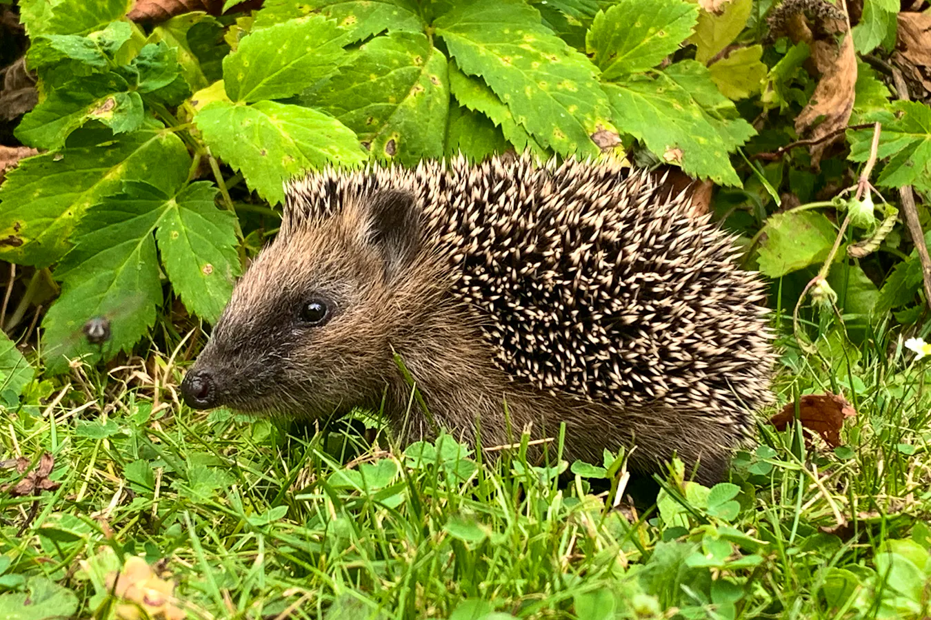 How To Help Nature Rainer-bleek-cCDkGZOobRY-unsplash Copy