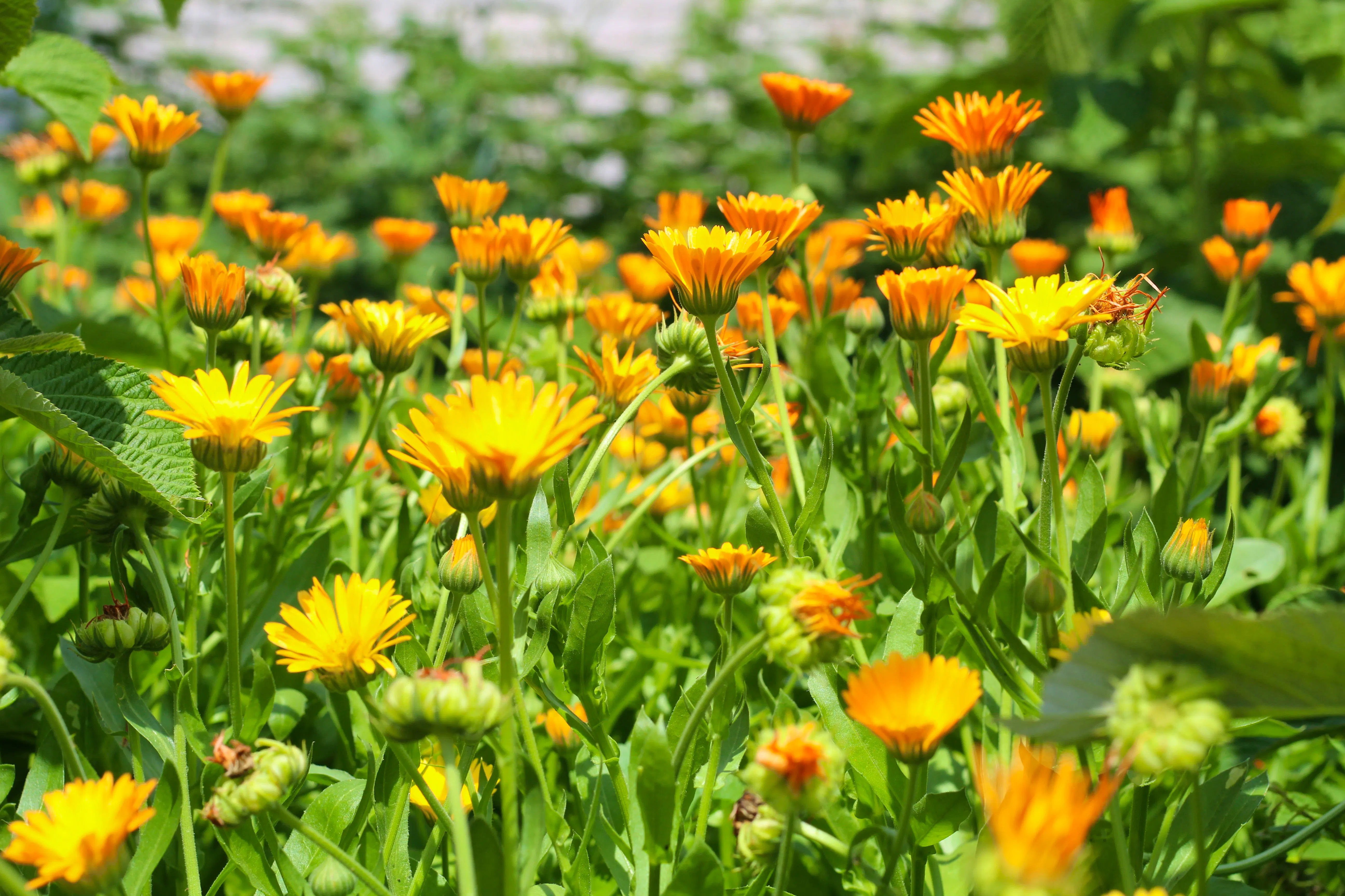 CALENDULAmarina-yalanska-tRqyxVHQoqI-unsplash