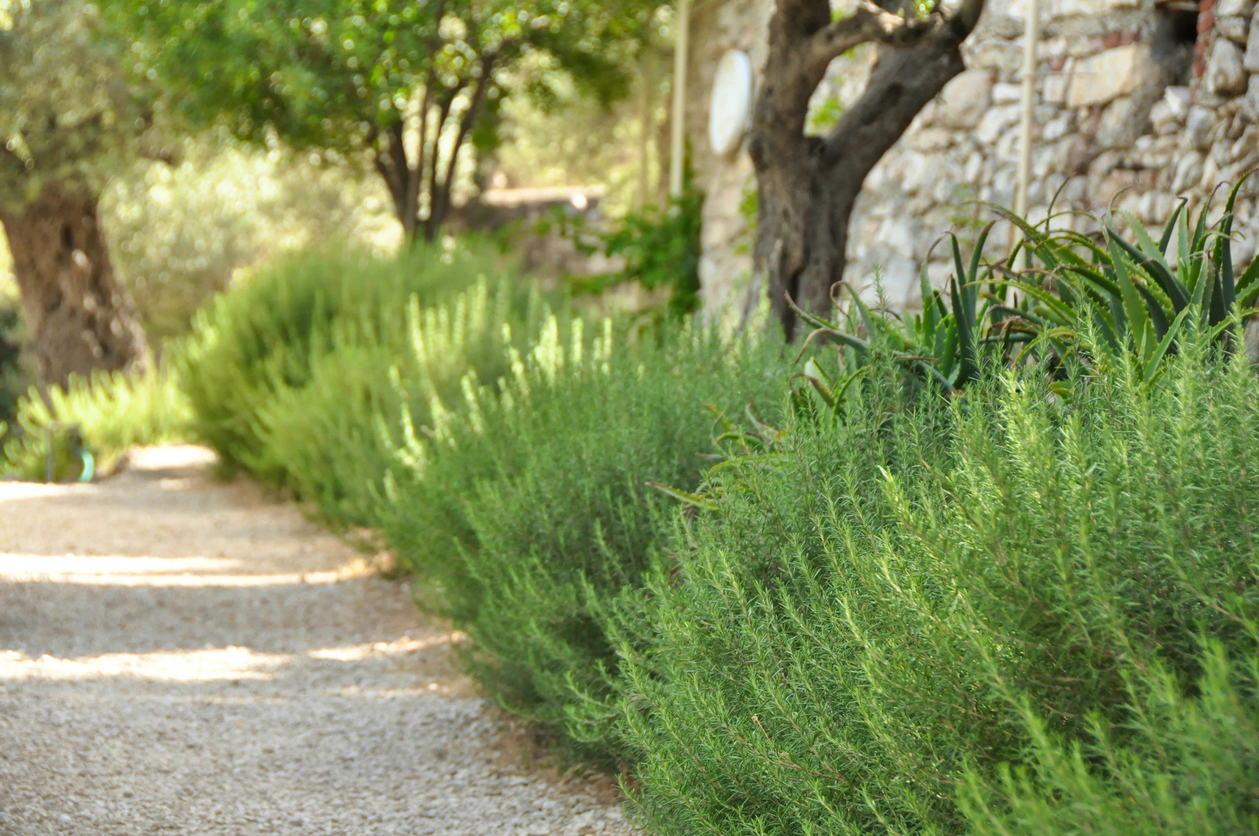 ROSEMARY Lisa-forkner--bypI50ALYw-unsplash