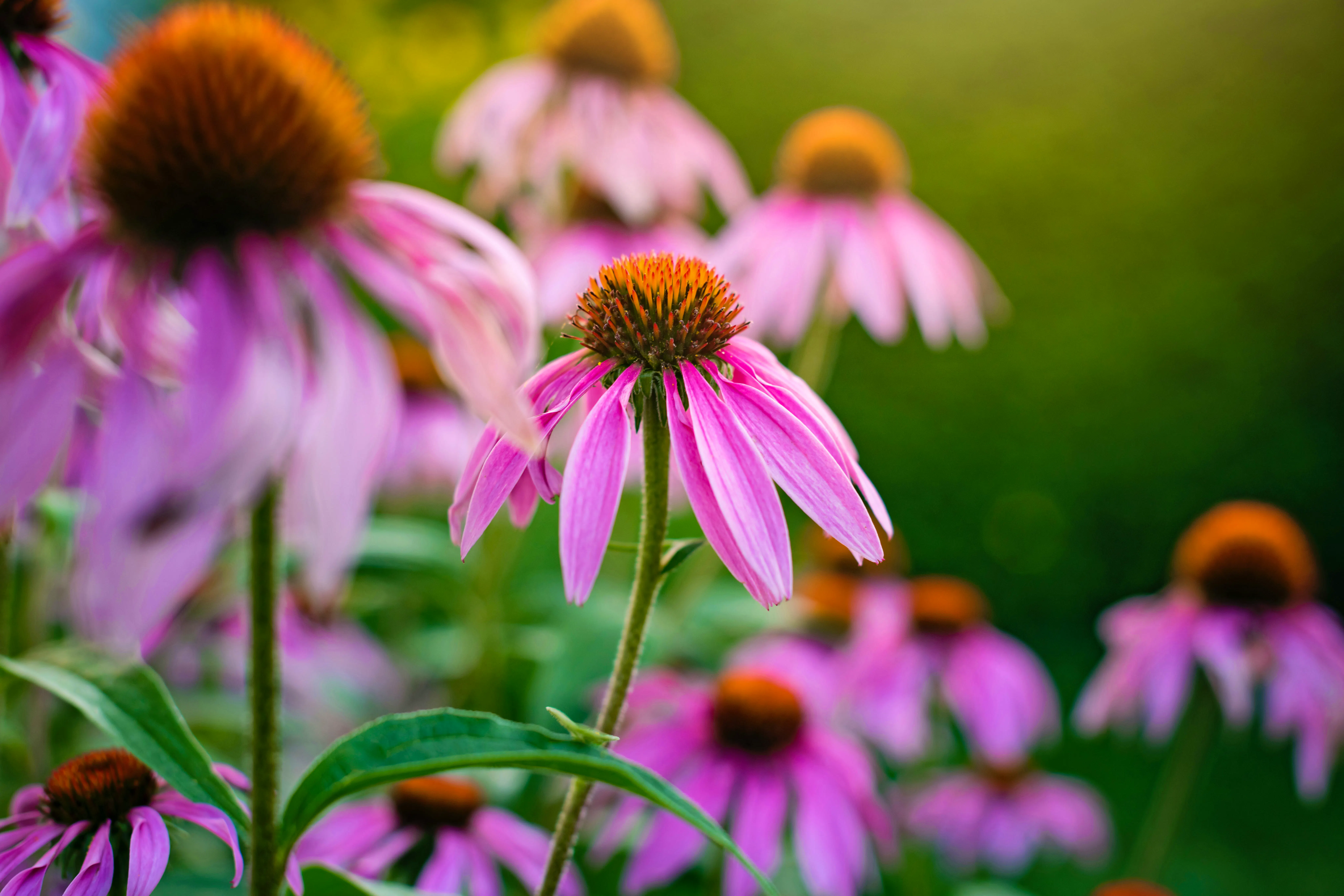 ECHINACEA