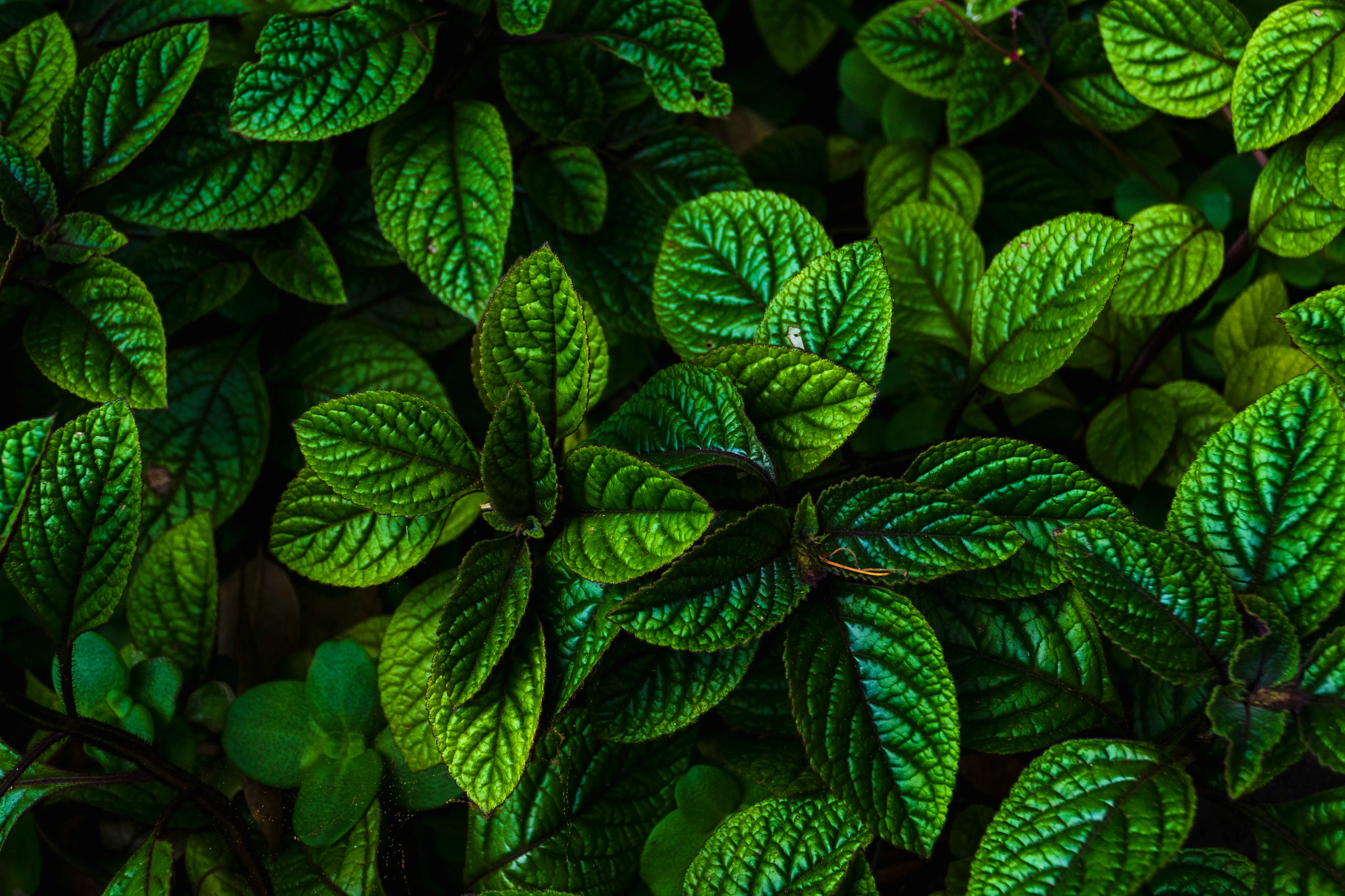PEPPERMINT Josefin-3TFvE51aVqA-unsplash