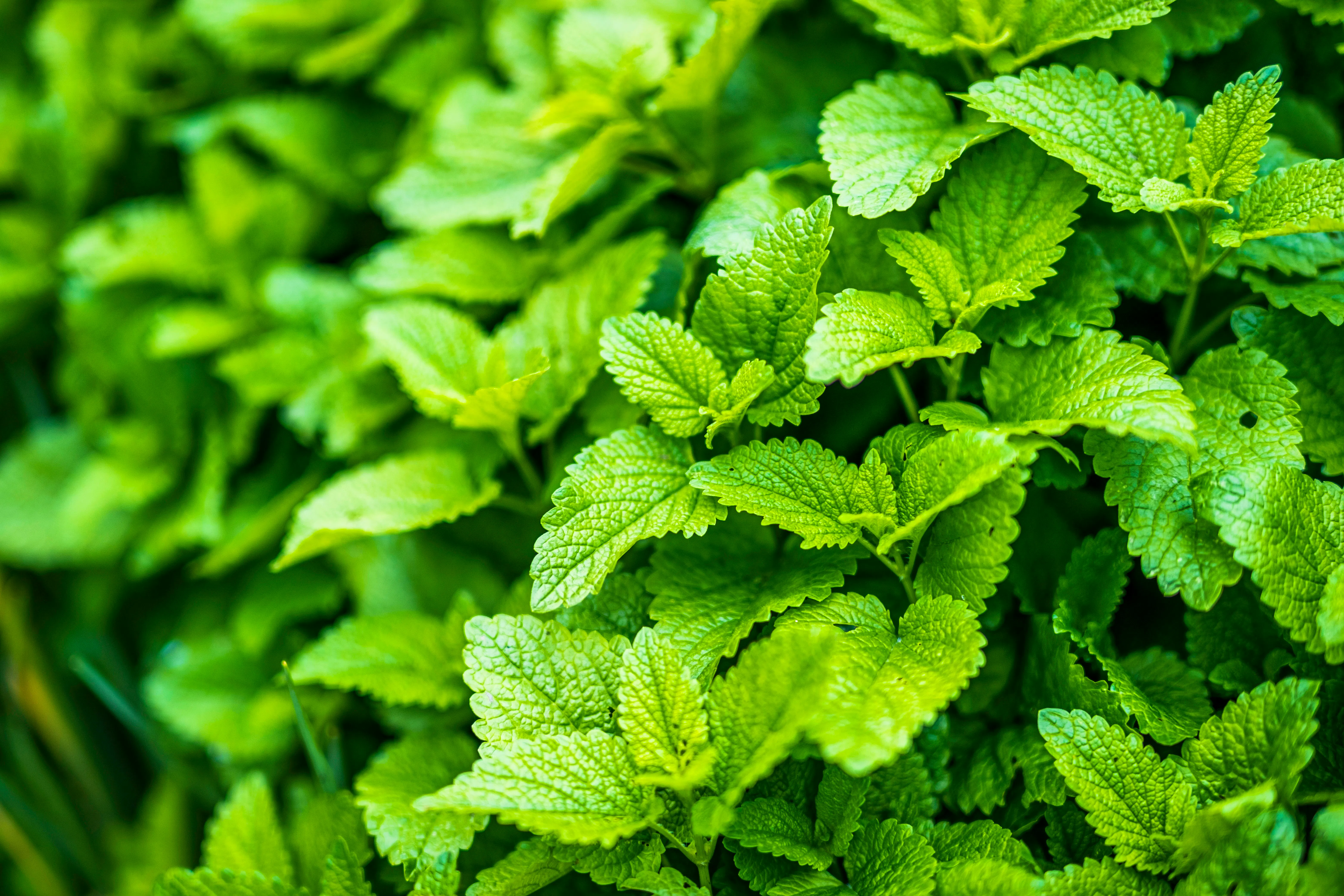 LEMON BALM