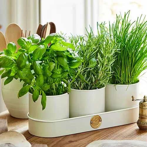 Harts of Stur Burgon & Ball Sophie Conran Herb Pots Buttermilk, £19.19