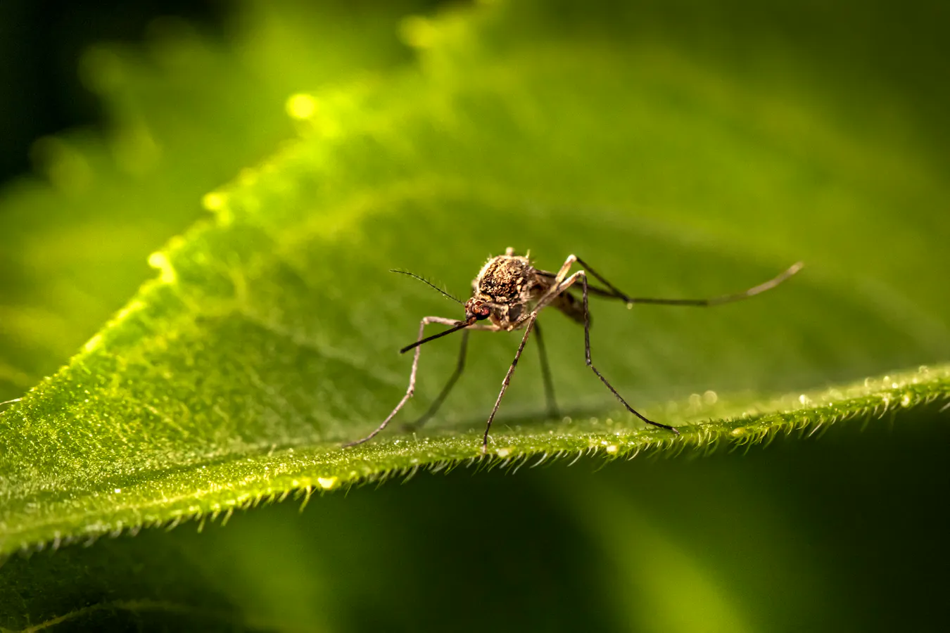 How To Keep Your Home Bug-Free Naturally