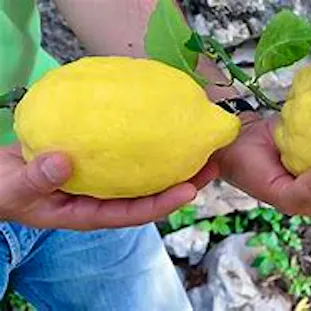 Only Italian Products Limone Costa d'Amalfi IGP, €7.19