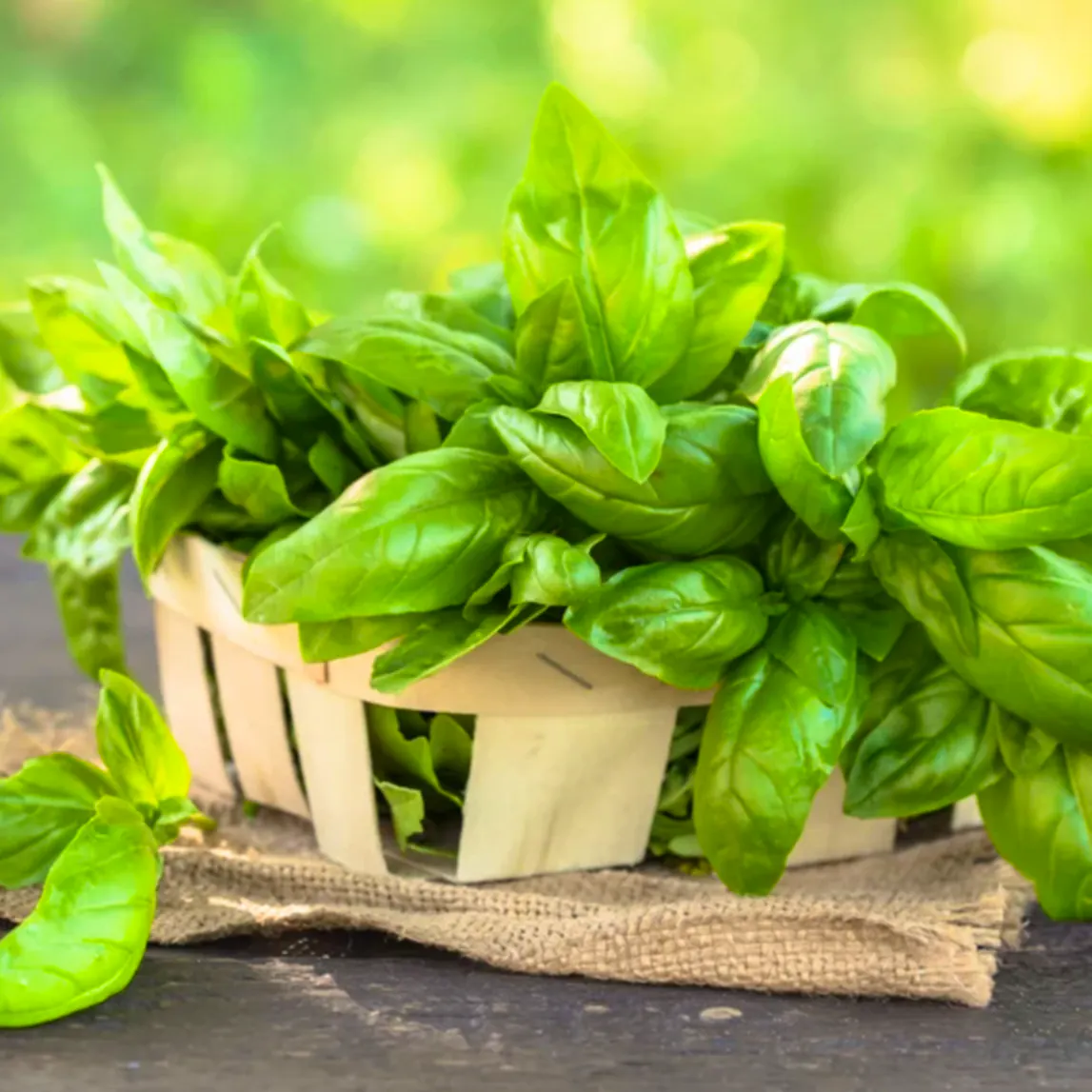 Fyne Herbs Basil Sweet, £4.50