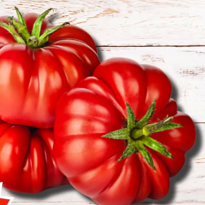 Red Dragon Costoluto Fiorentino Tomato Seeds, £4.99