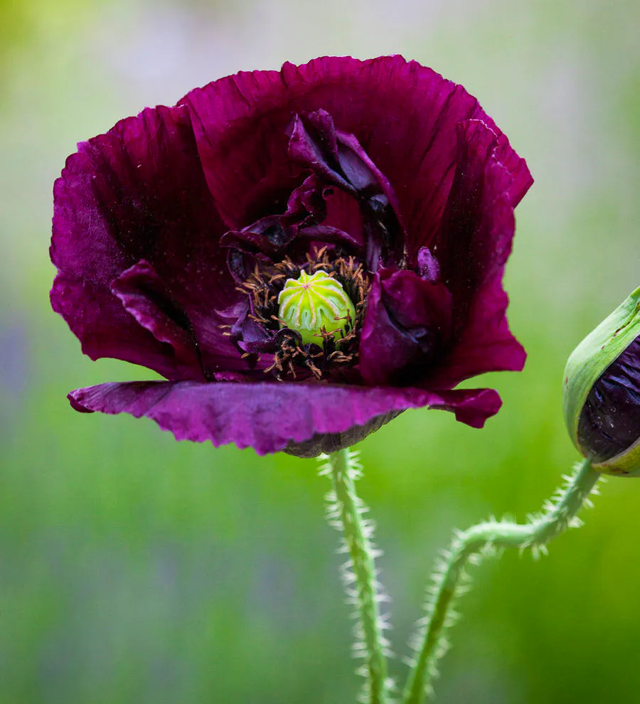 Papaver Somniferum - Black Single
