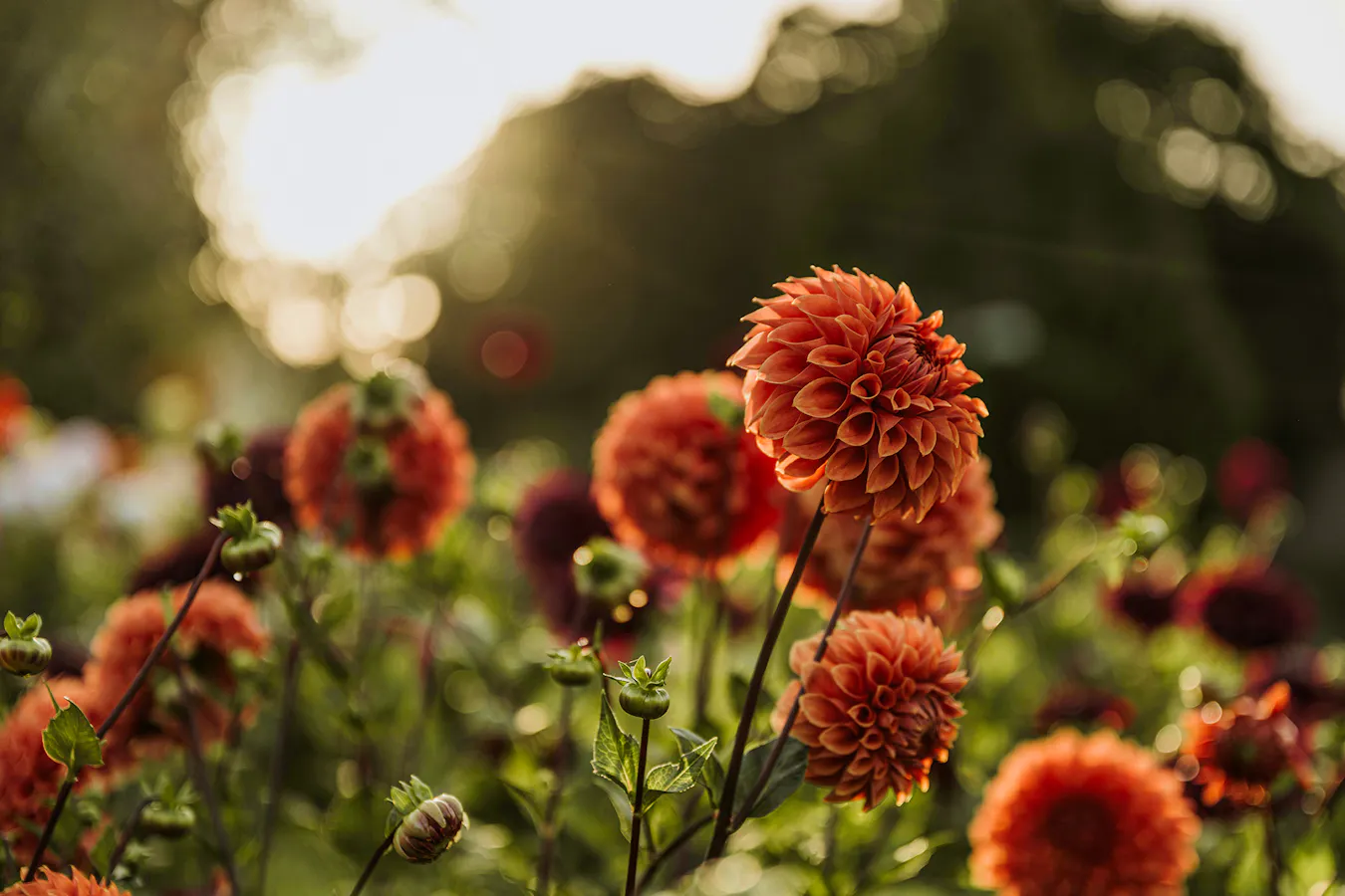 Gardening Jobs Anita-austvika-lvvgB1Wa-ms-unsplash Copy