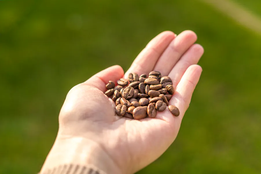 Data Beans And A Dash Of Magic How Tech Is Perfecting Your Coffee Pexels-Lukas Blazek Copy