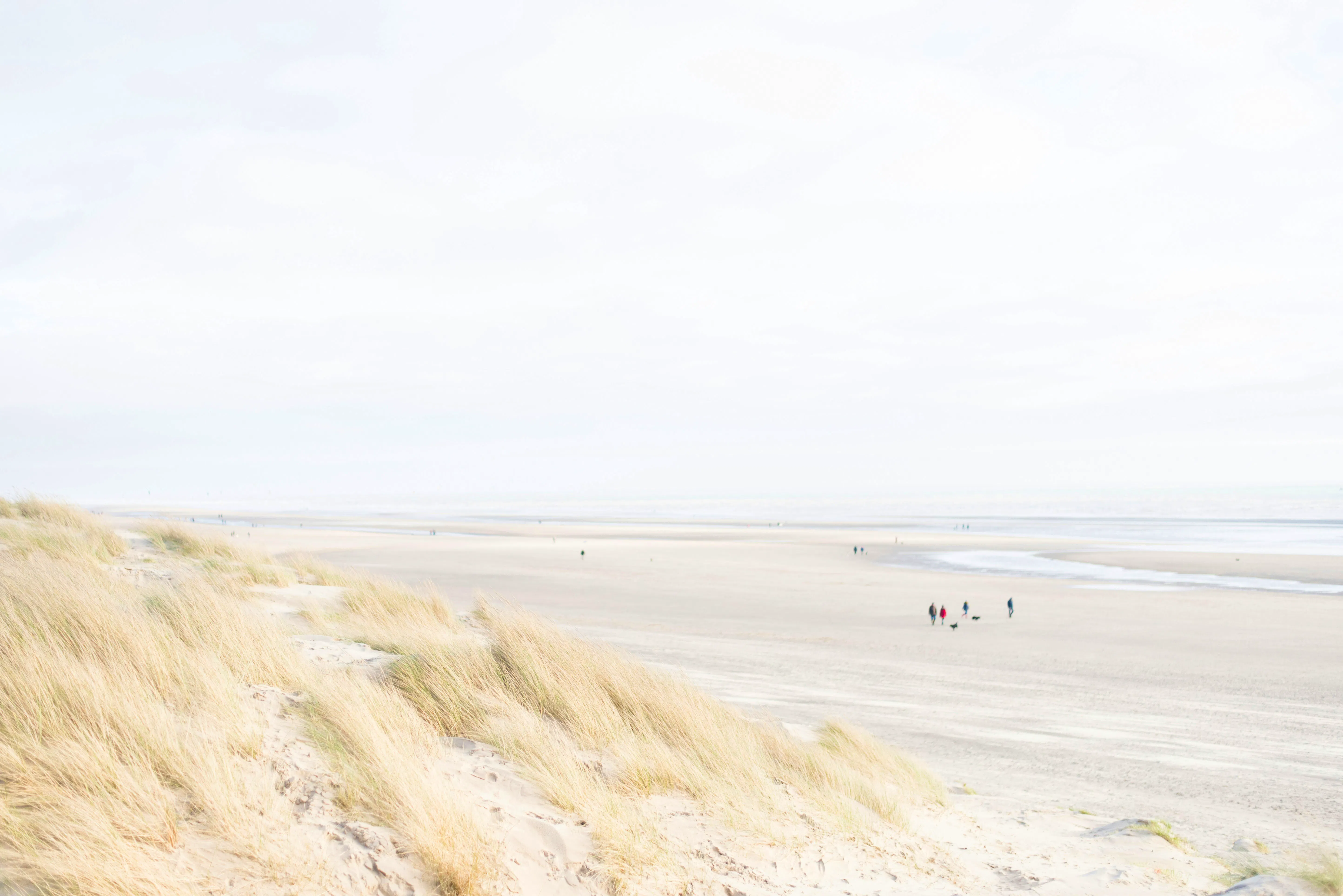 Dune grass in the foreground above a wide, pale beach where a few walkers and dogs stroll towards the sea.