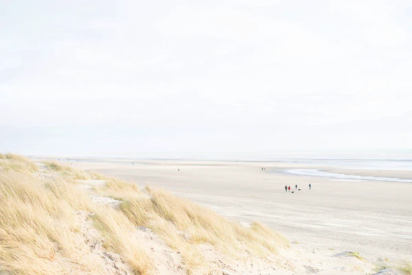 Dune grass in the foreground above a wide, pale beach where a few walkers and dogs stroll towards the sea.