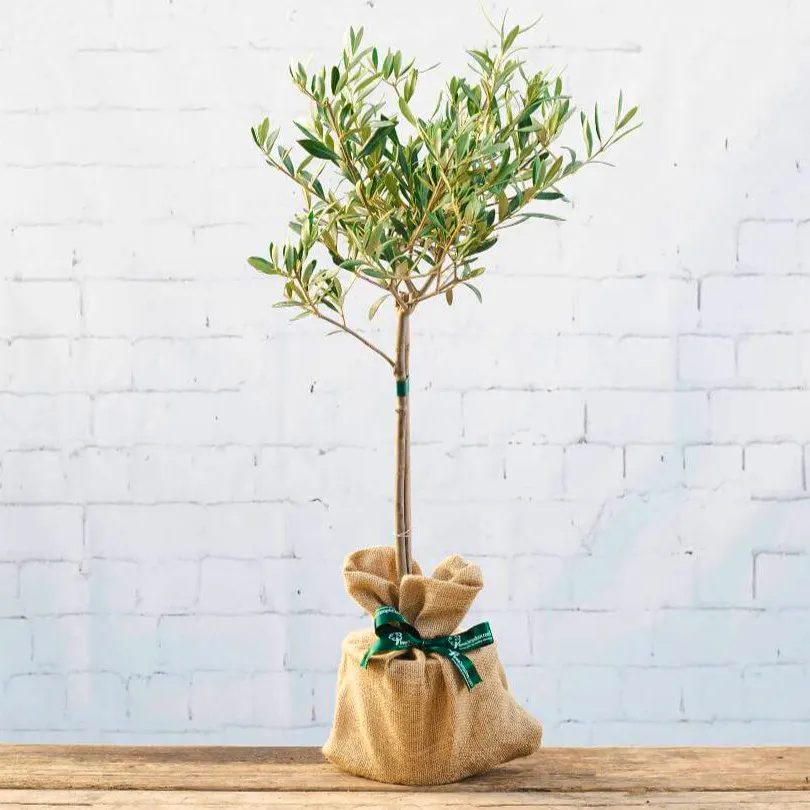 Tree 2 My Door The Olive Tree Gift, £32.98