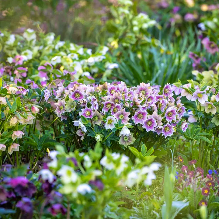 Sarah Raven Perch Hill Bed of Hellebores, £65.95