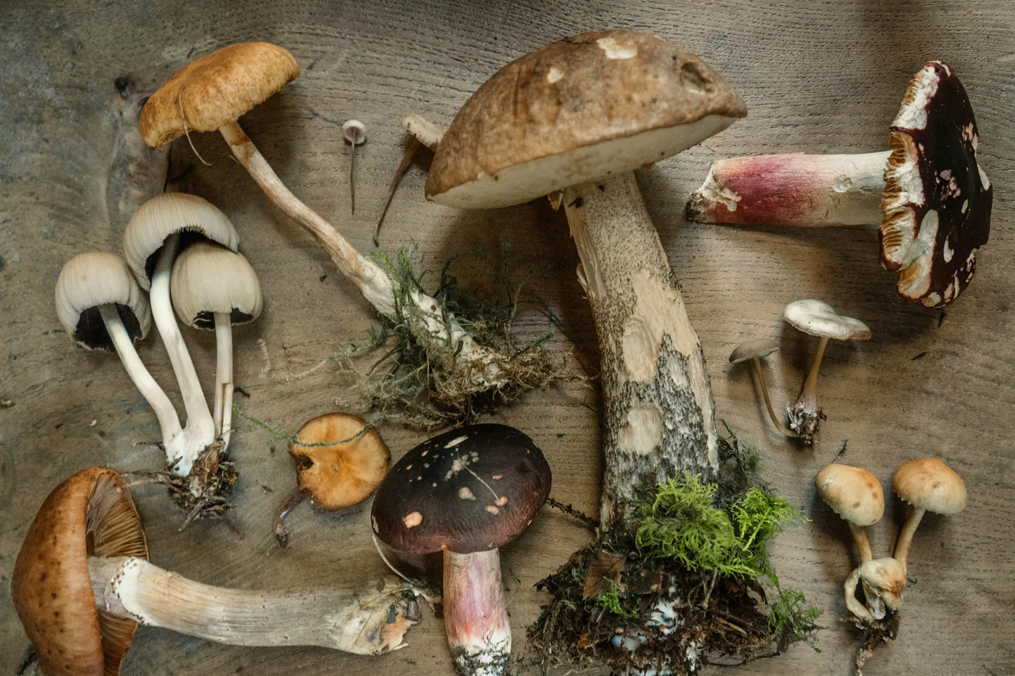 Mushroom Recipes Andrew-ridley-bx0a2yq2hxs-unsplash Copy