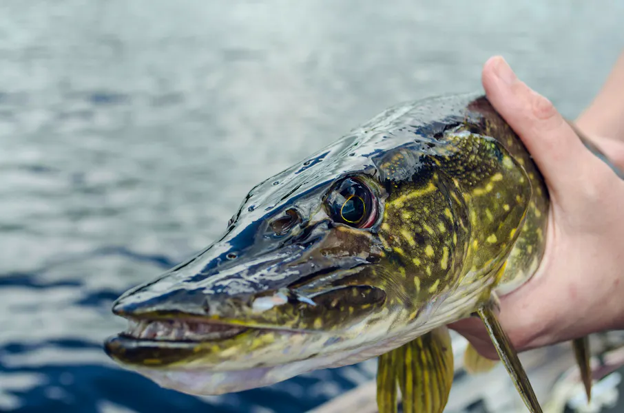 Fishing Locations Across UK Famed For Iconic Catches Kelly Sikkema-_Ot_vuO5yMk-unsplash Copy