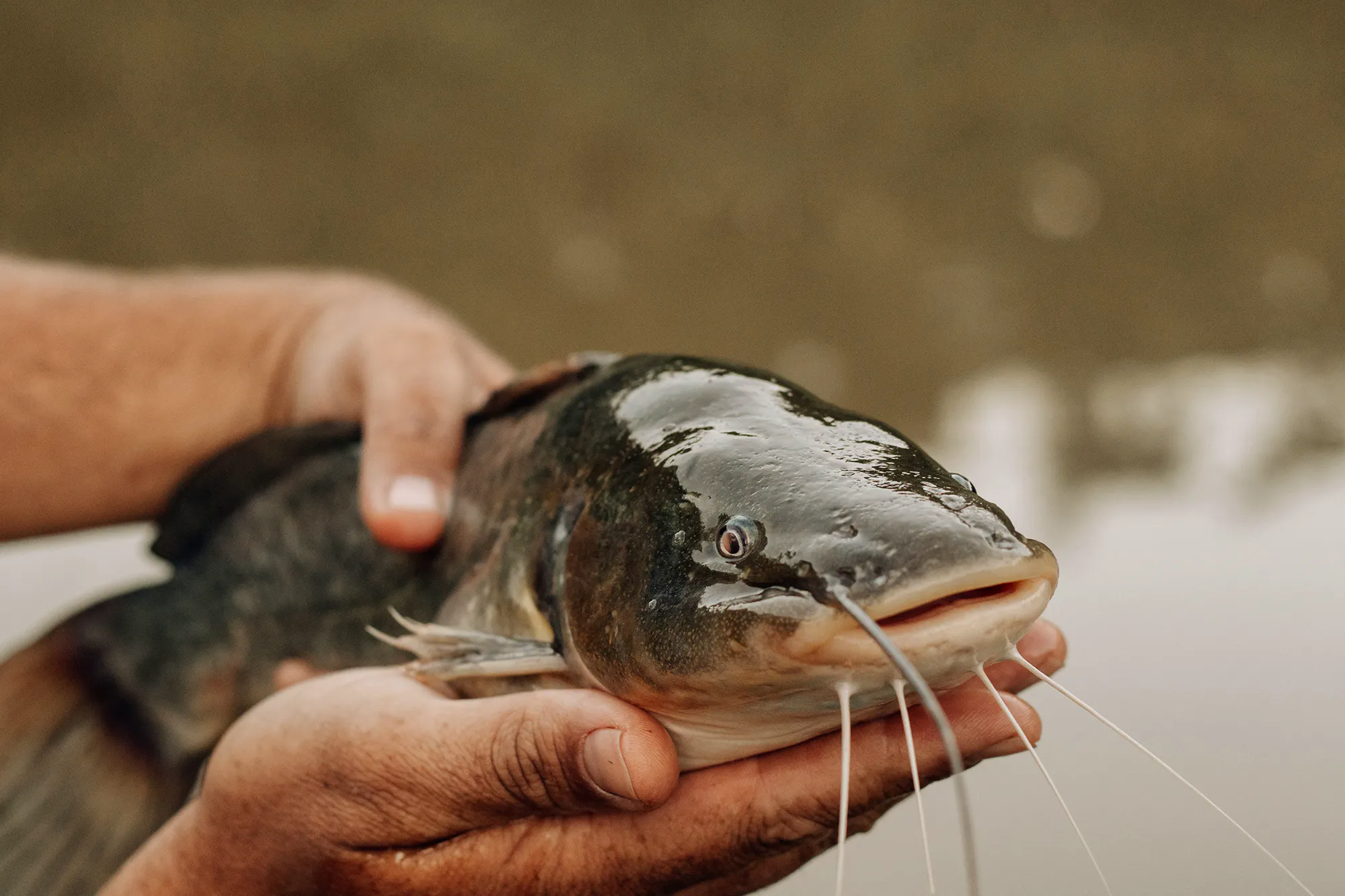 Fishin Locations Across UK Famed For Iconic Catchespexels-julianemonarifotografia-19040471 Copy