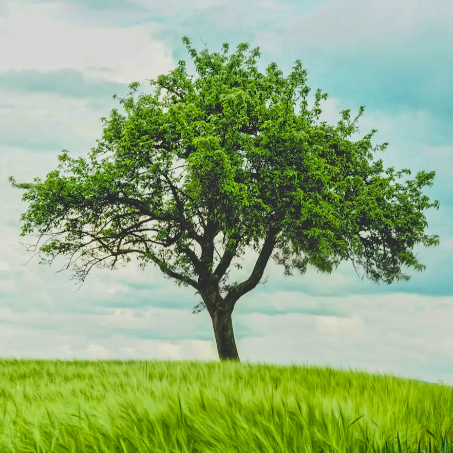 Plant a Tree The Unusual Gift, £35