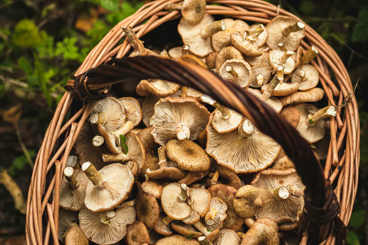 Mushroom Recipes Anna-jakutajc-wojtalik-maKKg5iet6o-unsplash Copy