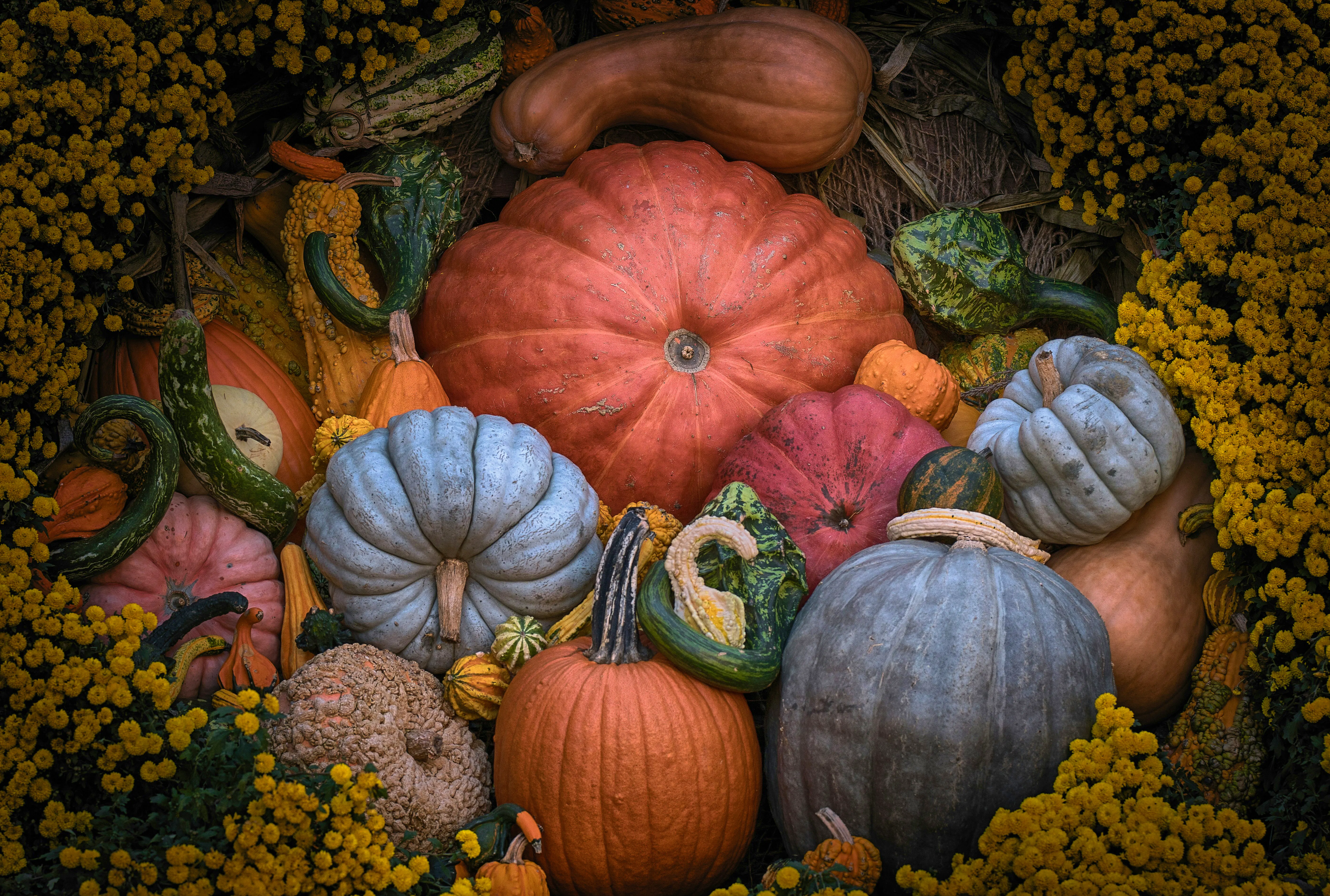 HARVEST FRUIT