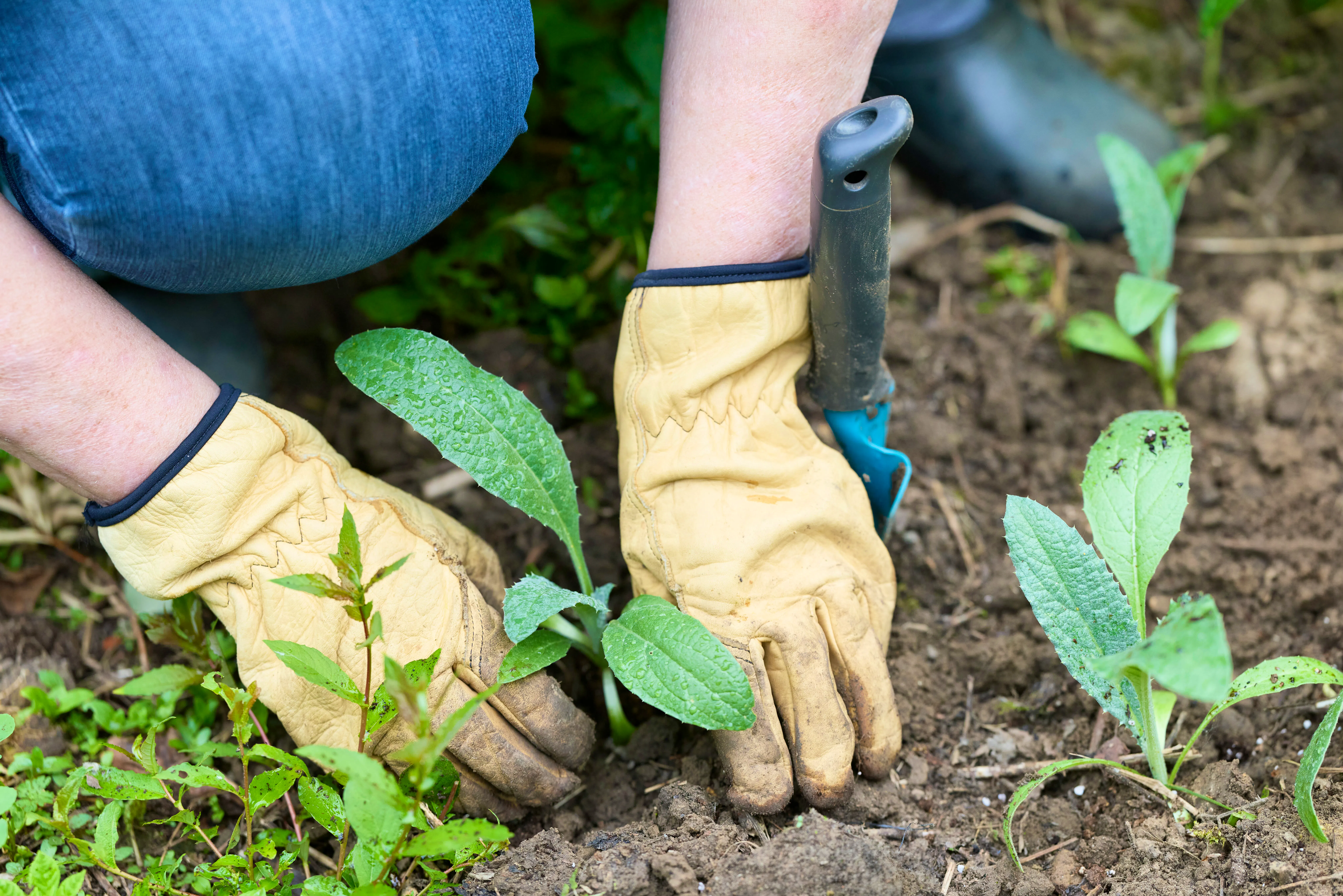 MULCHING