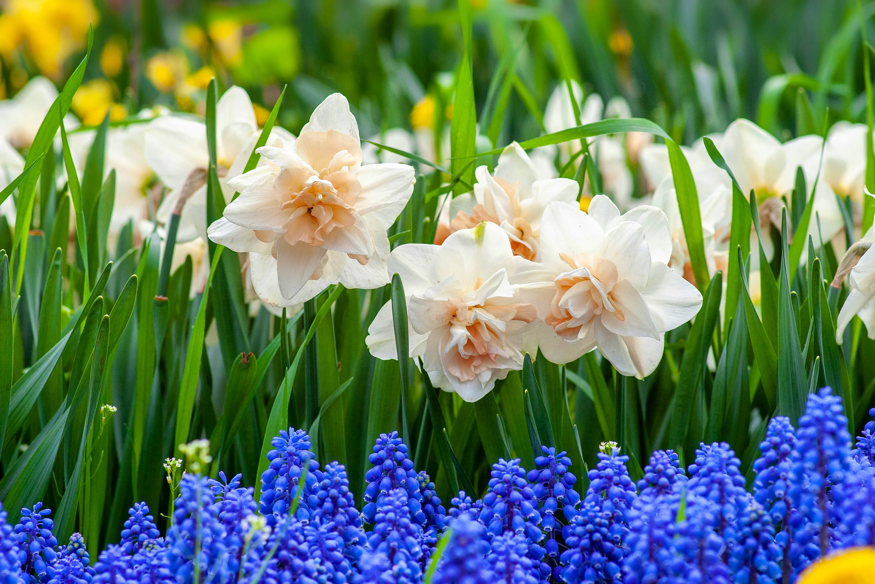 SPRING BULBS