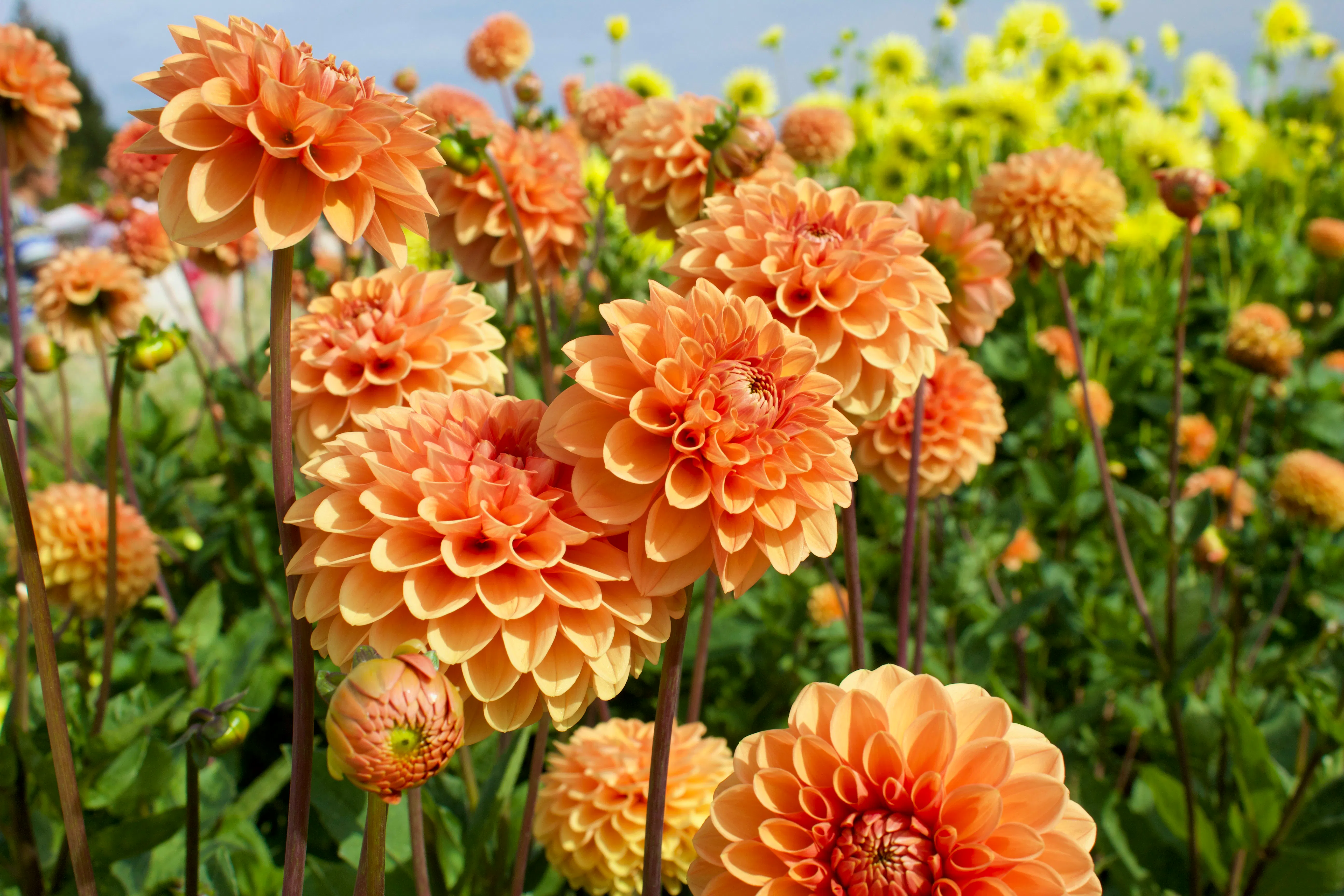 DAHLIAS