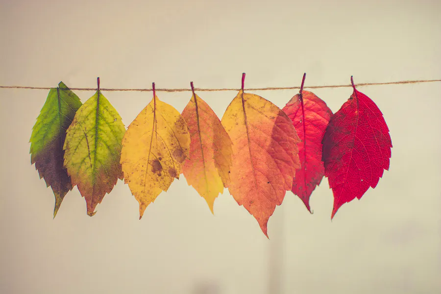 Autumn Garden Jobs Chris-lawton-5IHz5WhosQE-unsplash Copy