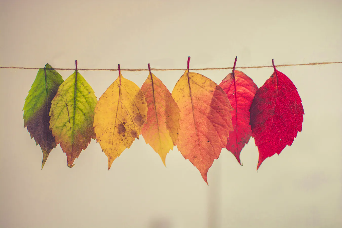 Autumn Garden Jobs Chris-lawton-5IHz5WhosQE-unsplash Copy